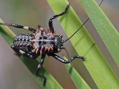 Hetrodes pupus