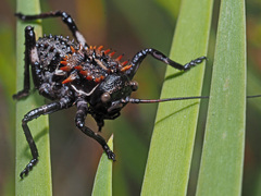Hetrodes pupus