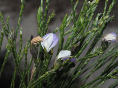 Psoralea pullata