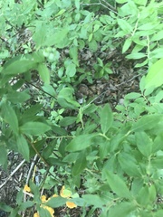 Vaccinium myrtilloides image