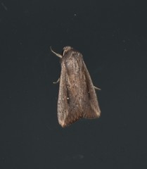 Leucania subpunctata