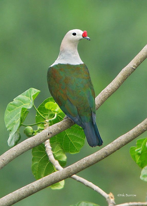 Red-knobbed Imperial-Pigeon illustration