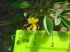 Cleomella obtusifolia