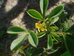 Cleomella obtusifolia