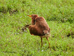 Ixobrychus cinnamomeus