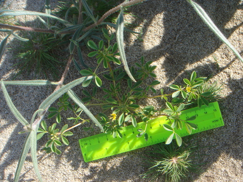 Mojave cleomella (Cleomella obtusifolia)