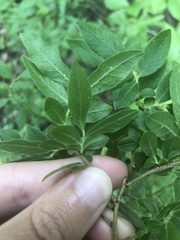 Vaccinium myrtilloides image