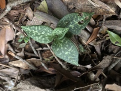 Goodyera schlechtendaliana