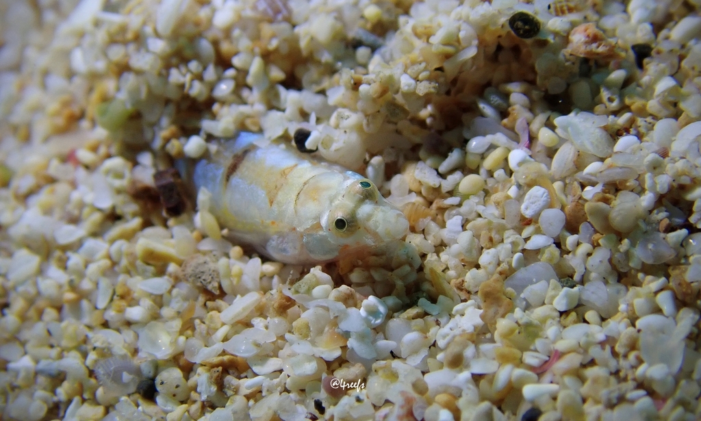South Pacific Sandburrower