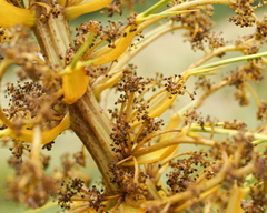 Aciphylla