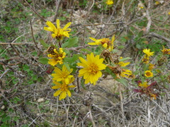 Rayjacksonia phyllocephala