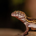 Yucatán Banded Gecko - Photo (c) Marco Zozaya, some rights reserved (CC BY-NC), uploaded by Marco Zozaya