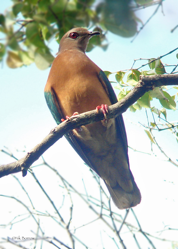 Purple-Tailed Imperial-Pigeon