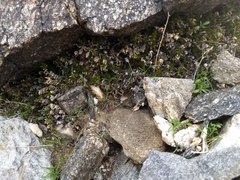Selaginella eremophila