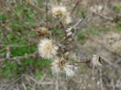 Rayjacksonia phyllocephala