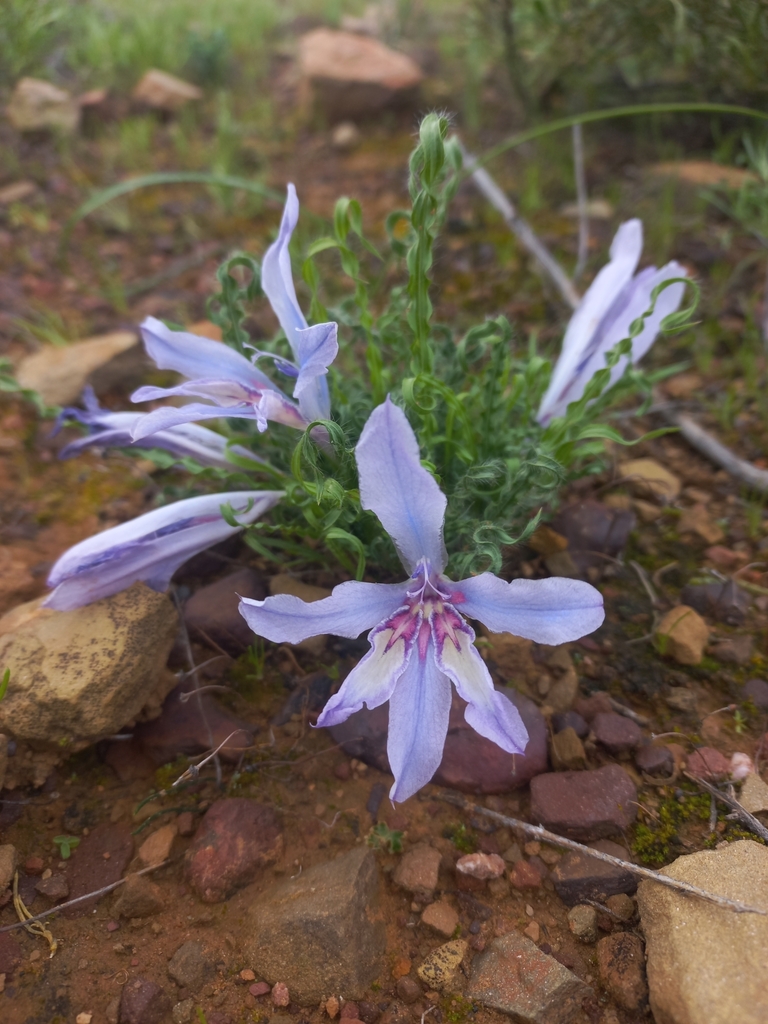 Babiana crispa, West Coast, ZA-WC, ZA