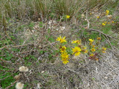 Rayjacksonia phyllocephala