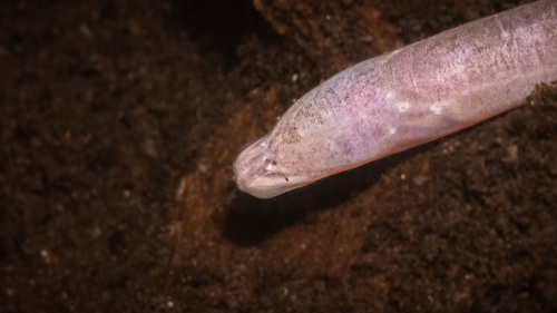 Blind swamp eel (Ophisternon infernale) — Synbranchidae — 2