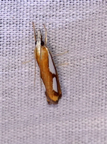 Pearl Grass-veneer, 5694 Breugel, Nederland, photo 7 of 10