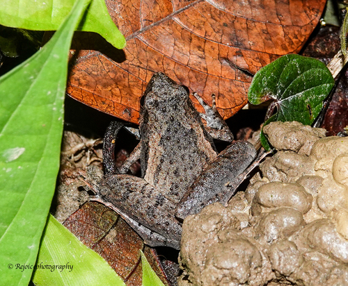 Berdmore's Chorus Frog, Microhyla berdmorei