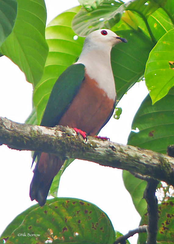 Finsch's Imperial-Pigeon
