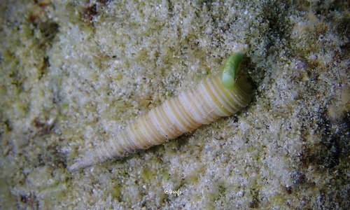 Terebra funiculata observed 2023-07-04