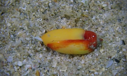 Imbricaria olivaeformis, 2023-07-04