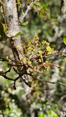 Korthalsella clavata