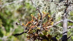 Korthalsella clavata