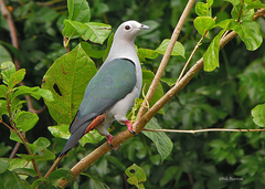 Ducula pistrinaria