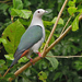 Island Imperial-Pigeon - Photo (c) Nik Borrow, some rights reserved (CC BY-NC)