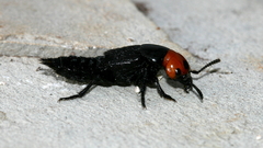 Creophilus lanio