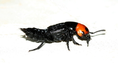 Creophilus lanio