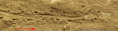 Batrachoseps attenuatus