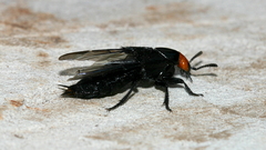 Creophilus lanio