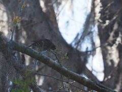 Agelaius phoeniceus