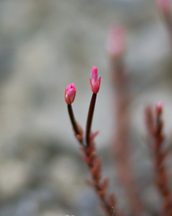 Epilobium melanocaulon