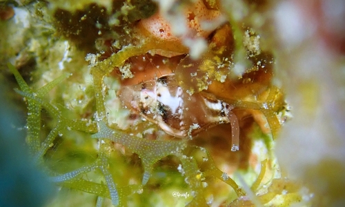 Mitrella loyaltyensis observed 2023-07-09