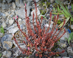 Epilobium melanocaulon