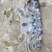 Hawaiian Blood-spotted Swimming Crab - Photo (c) obsidianstars, some rights reserved (CC BY-NC), uploaded by obsidianstars