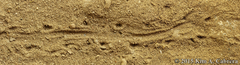 Batrachoseps attenuatus
