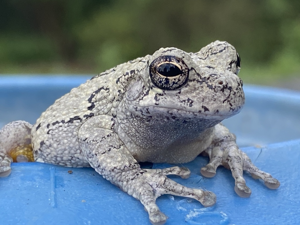 Gray Treefrog Species Complex from Hillside Rd, Stevenson, MD, US on ...