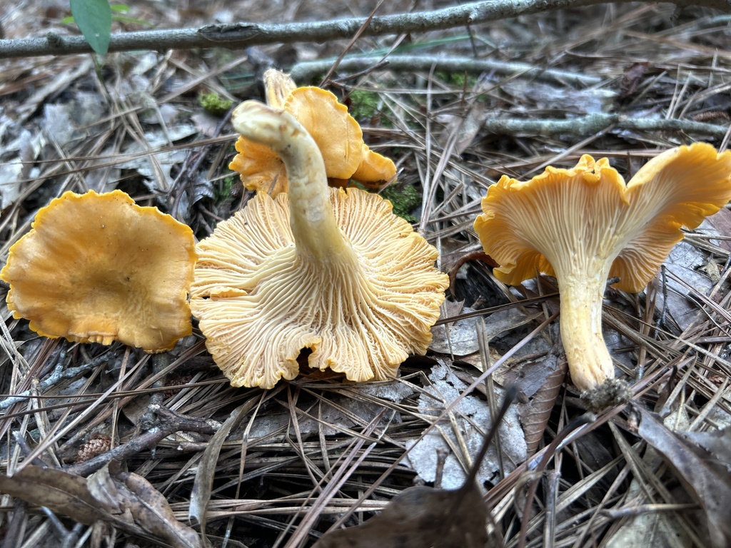 Cantharellus velutinus