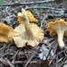 Cantharellus velutinus - Photo (c) Logan Wiedenfeld, some rights reserved (CC BY-NC), uploaded by Logan Wiedenfeld