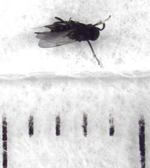 Coccidoctonus dubius