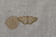 Idaea lucida