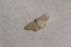Idaea lucida