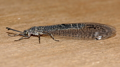 Bandidus vafer