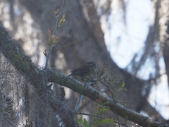 Agelaius phoeniceus