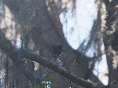 Agelaius phoeniceus